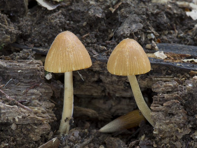 Conocybe subpubescens